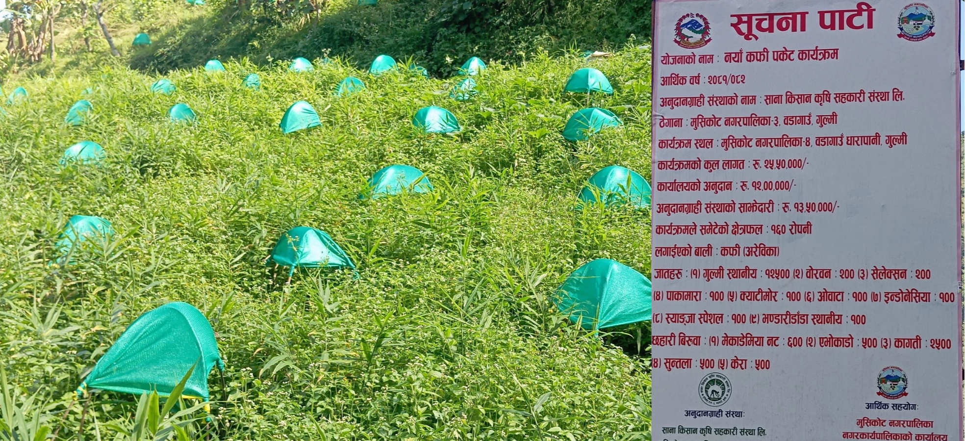 नयाँ कफी पकेट कार्यक्रम अन्तर्गत १६० रोपनी जग्गामा कफी हुर्कँदै